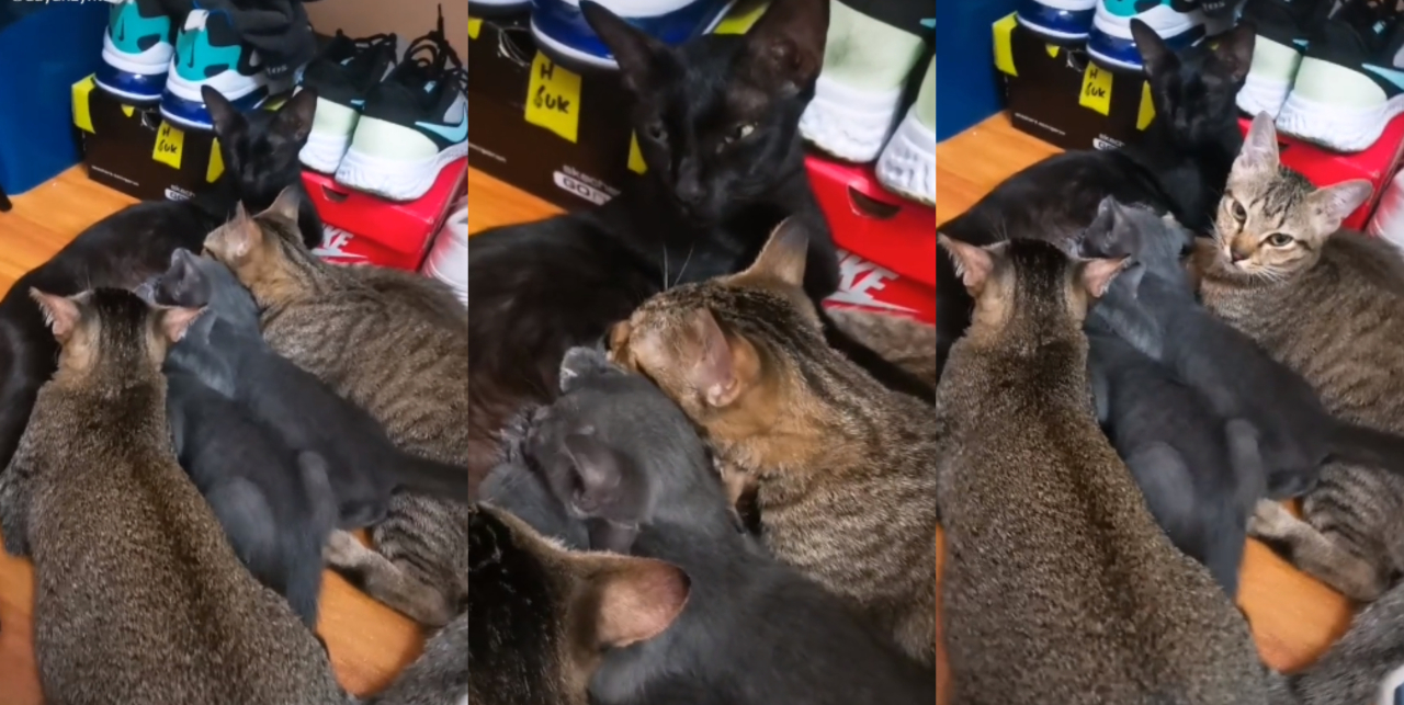 Gelagat Kucing Besar Berebut Menyusu Dengan Adik Lain Bikin 