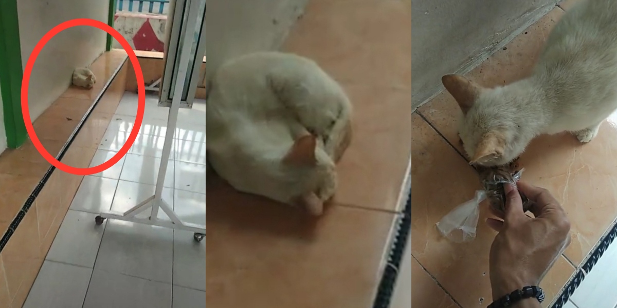 Kucing tidur dalam keadaan lapar undang seb4k ramai u2013 Keramat Viral